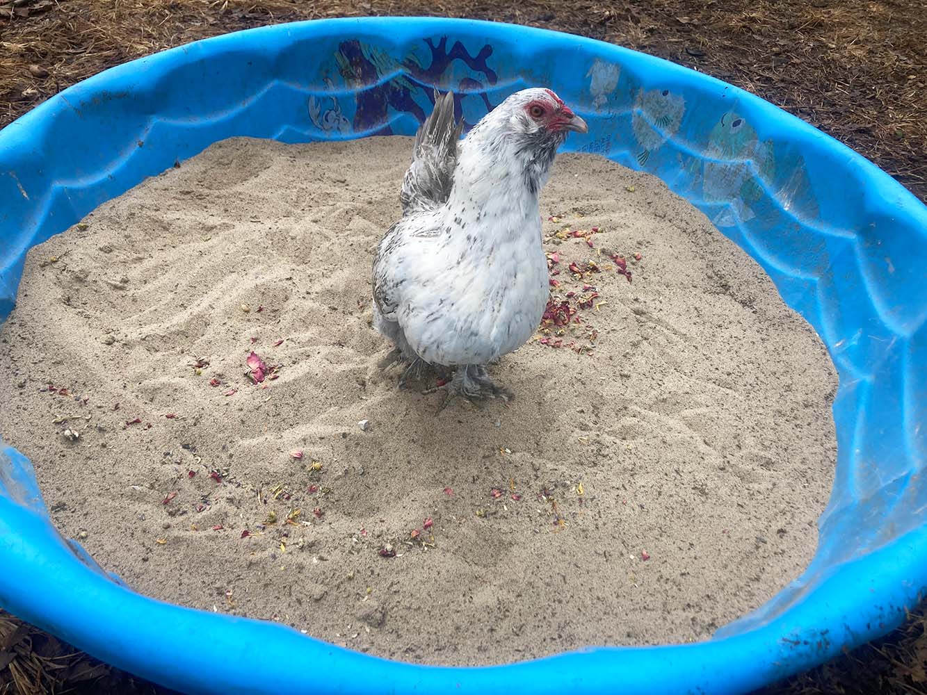 Pampered Mama Chicken Pick Me Up Floral Dust Bath With Herbs - For Pet Chickens & Other Poultry