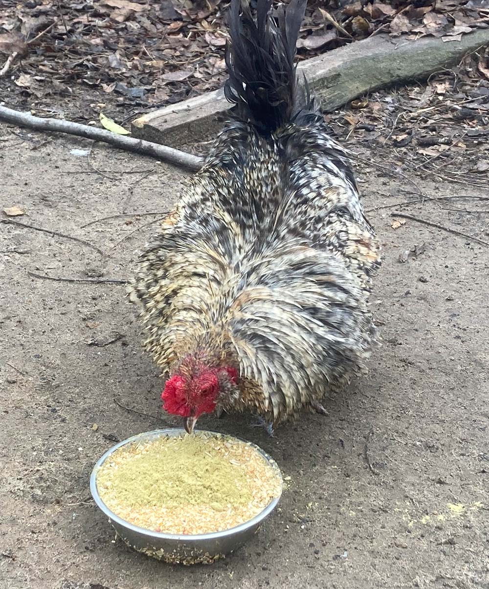 Pampered Chicken Mama Pumpkin Seed Delight - Add To Feed For For Healthy Coops