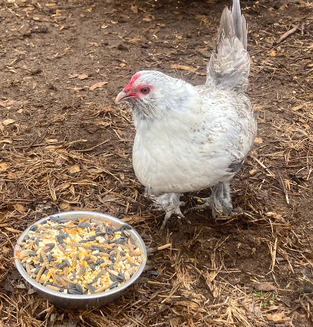 Pampered Chicken Mama Omega Burst: Omega Rich Treat For Great Eggs & Feathers!