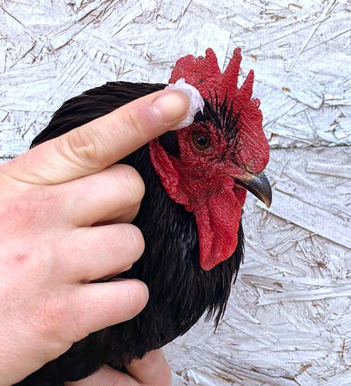 Pampered Chicken Mama Saveacomb - Herbal Winter Care For Combs & Wattles