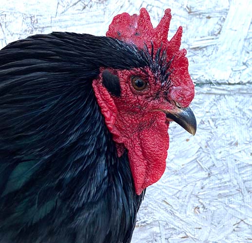 Pampered Chicken Mama Saveacomb - Herbal Winter Care For Combs & Wattles