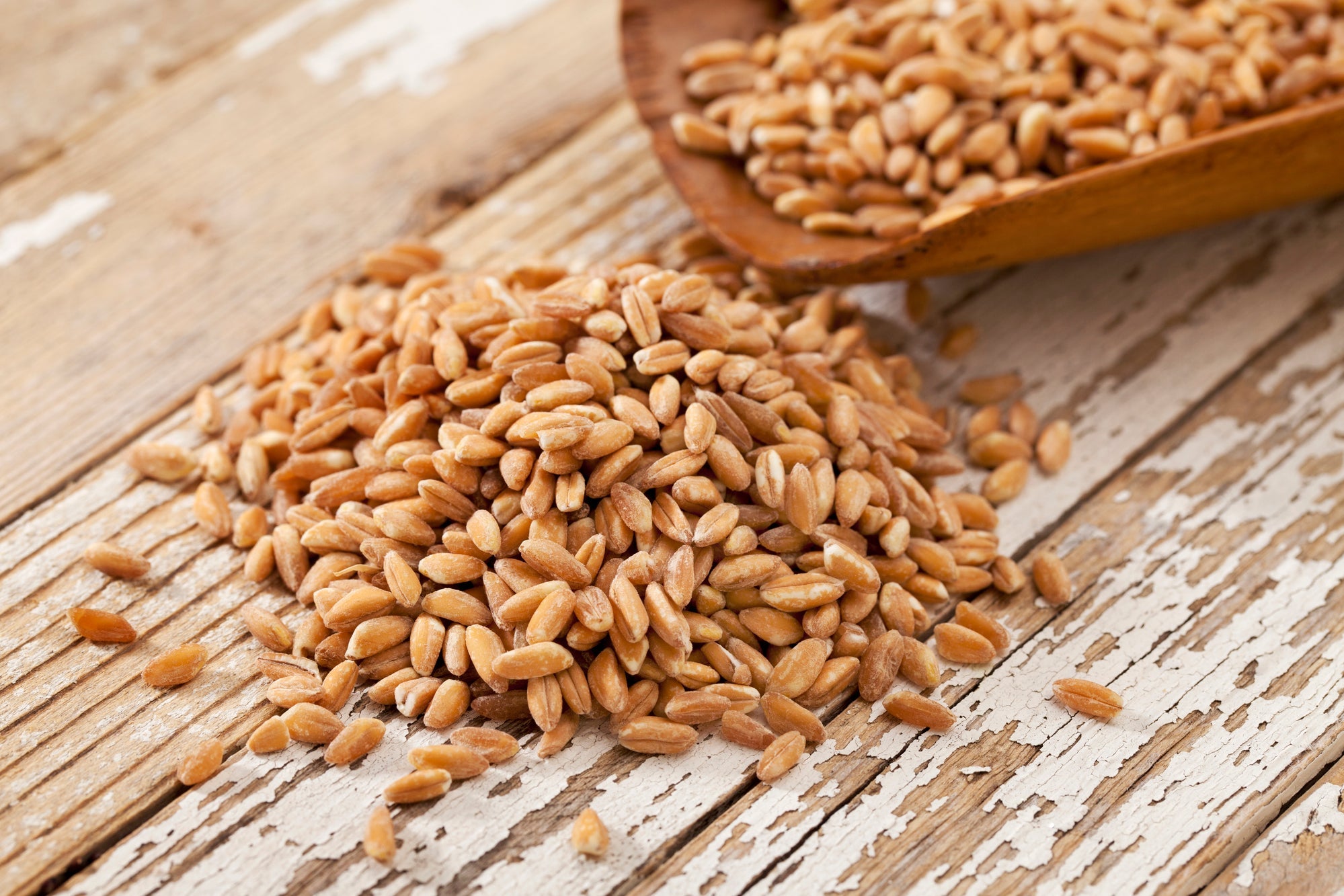 Pampered Chicken Mama Non-GMO Wheat Seeds for Sprouting Fodder (Wheat Grass)